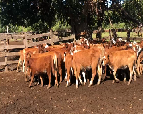 Lote 70 Terneros/as en Ituzaingó, Corrientes