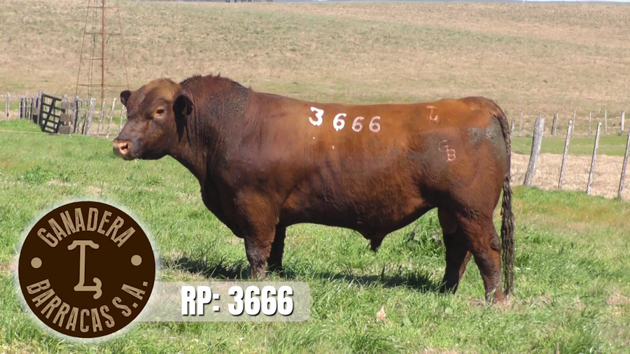 Lote (Vendido)Toros a remate en Ganadera Barracas S.A en Caraguata