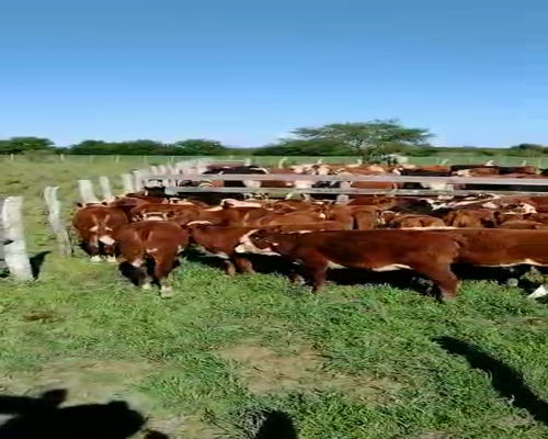 Lote 50 Terneros/as en Maciá, Entre Ríos