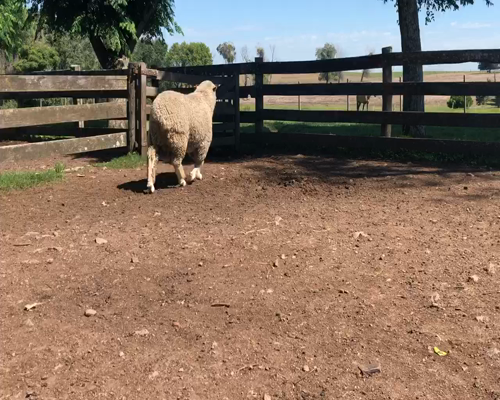 Lote 1 Borregos en Cerro Largo, Cerro Largo