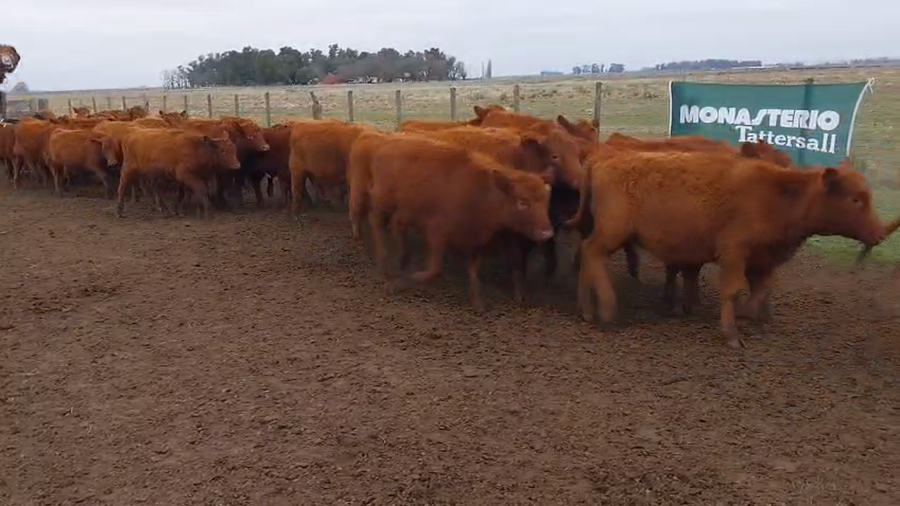 Lote 70 Terneros/as en Huanguelen