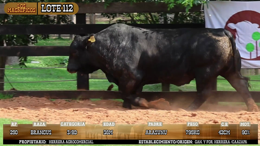 Lote LOTE 112