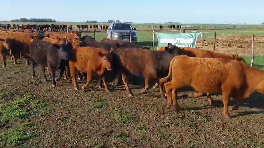 Lote 70 Terneros en Arboledas