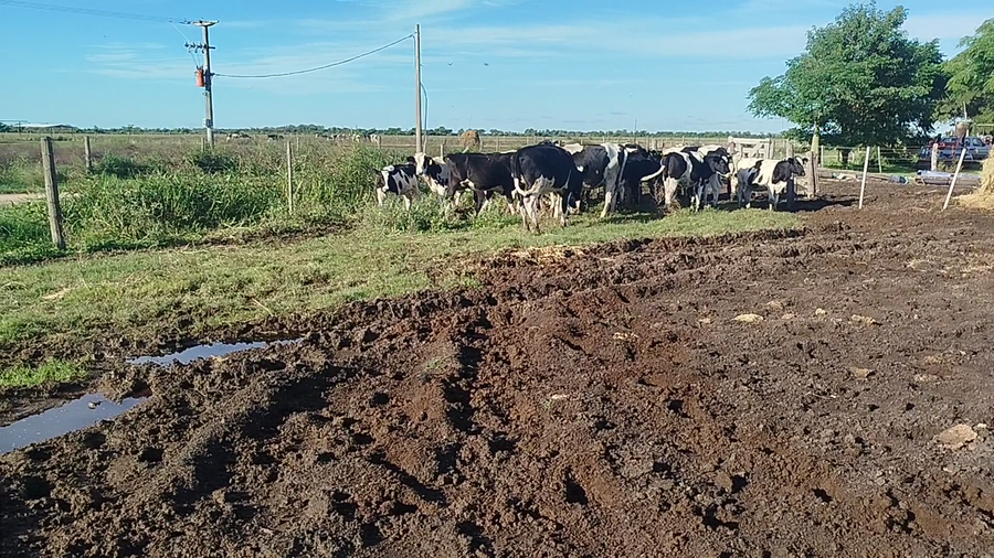 Lote 14 Terneras Holando Argentino en Morteros, Córdoba