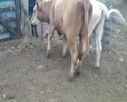 Lote 2 Vaquillonas 1 a 2 años CRUZAS CHAROLAIS a remate en Pantalla Camy 340kg - , San José