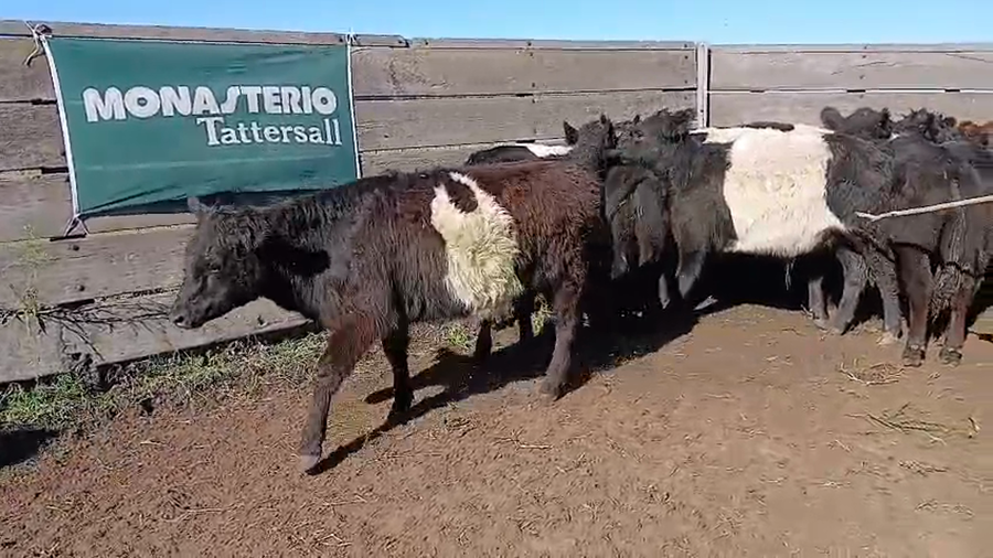 Lote 34 Terneros DAIREAUX