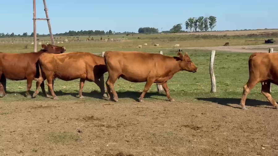 Lote 61 Vacas de invernar en Entre Ríos, San Jaime