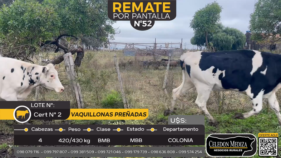 Lote 4 Vaquillonas preñadas en Otra Localidad, Colonia