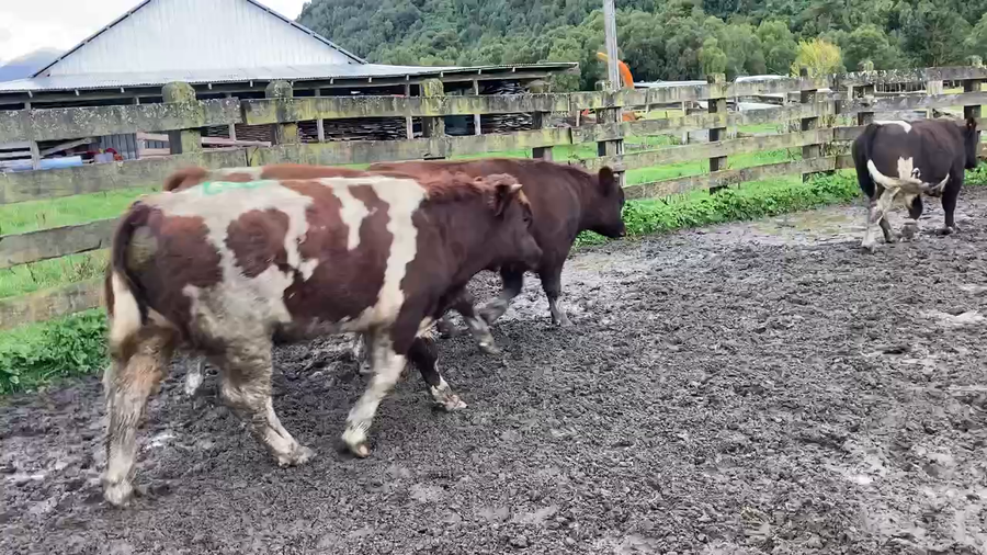 Lote 22 Ternero en XI Región Aysén, Cisnes