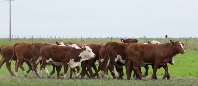Lote FUTURAS MADRES(CORRAL 27)