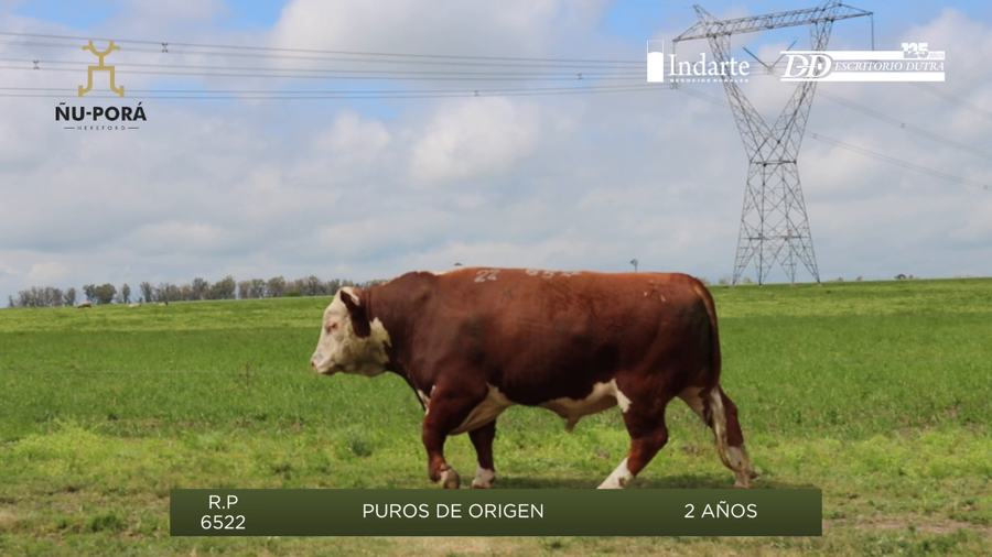 Lote Toros a remate en Remate anual Ñu Porá 2023, Paysandú