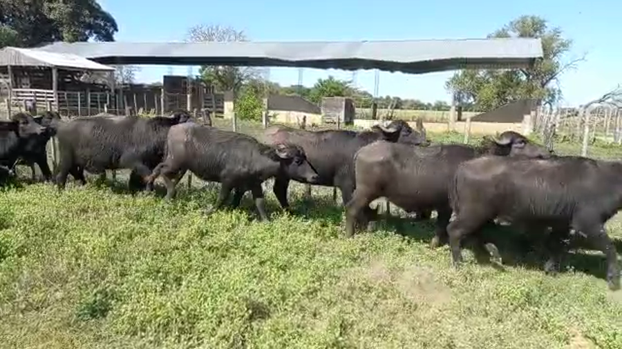 Lote 45 BUBILLAS PARA SERVICIO