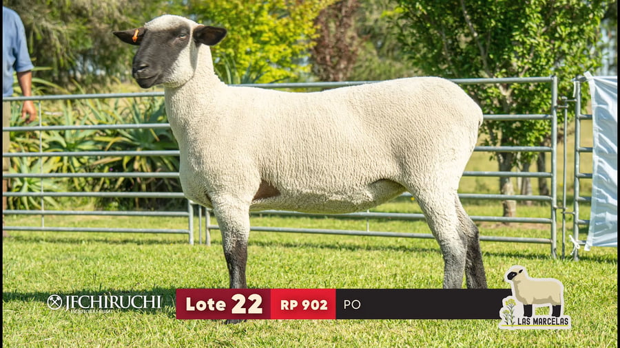Lote LOTE 22
