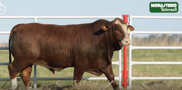Lote TOROS GENERALES, CONTROLADOS Y REGISTRADOS