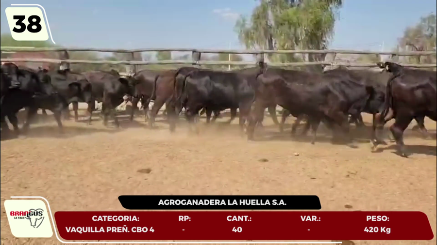 Lote LOTE 38 POR PANTALLA
