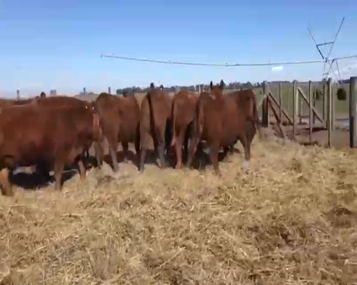 Lote 10 Vaquillonas PC preñadas en Coronel Suarez, Buenos Aires