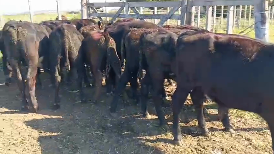 Lote 15 Terneros y Terneras a remate en Pantalla Camy - Aniversario 31 Años, San José