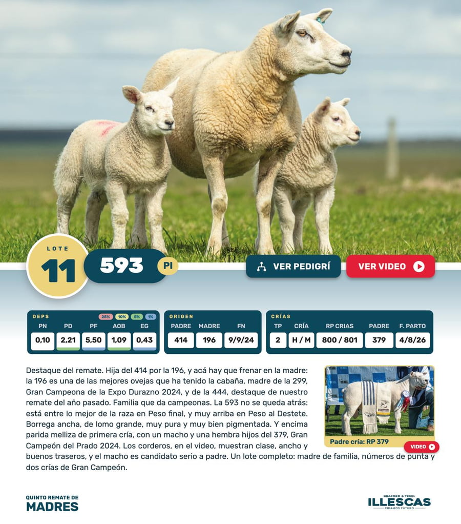 Lote Lote 11