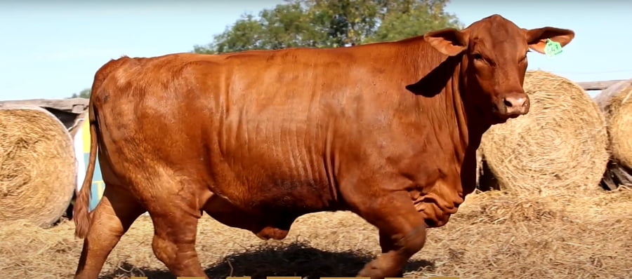 Lote HEMBRAS PREÑADAS PRODUCTO FIV - PROSPECTO DE DONANTE