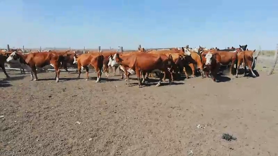 Lote 40 Vacas CUT preñadas en Concordia, Entre Ríos