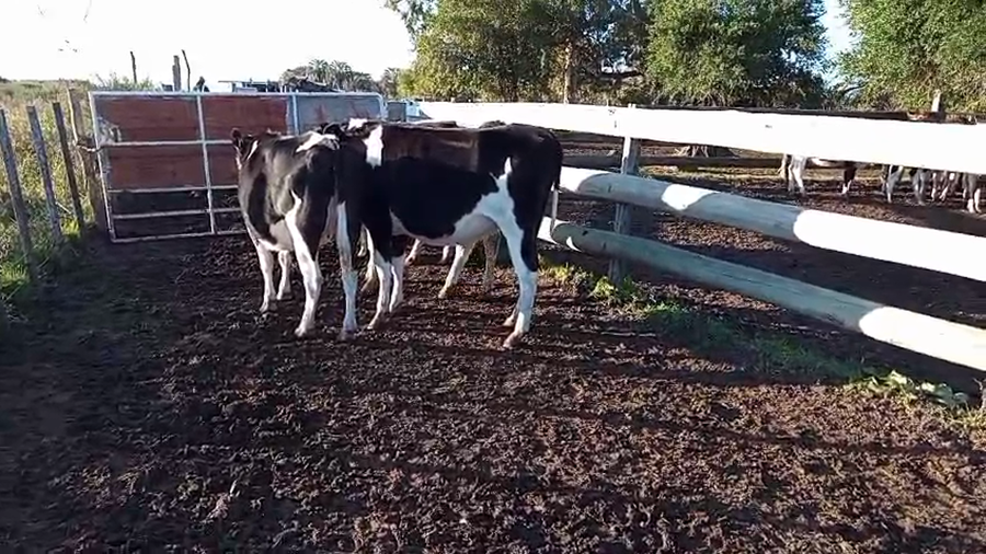 Lote 4 Vaquillonas  Holando a remate en Pantalla Camy 420kg - , Paysandú