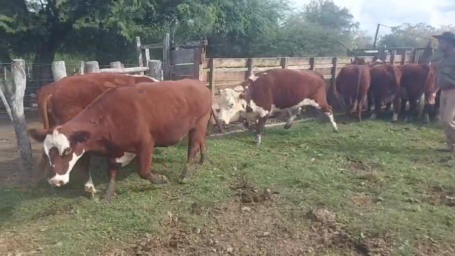 Lote 70 Vacas medio uso C/ gtia de preñez