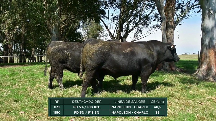 Lote RP - 1132 - 1150