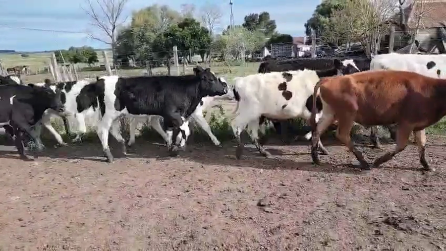 Lote 10 Terneros a remate en Pantalla Camy, San José