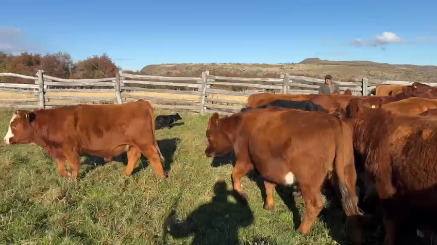 Lote 80 Novillo Engorda en Coyhaique,  XI Región Aysén