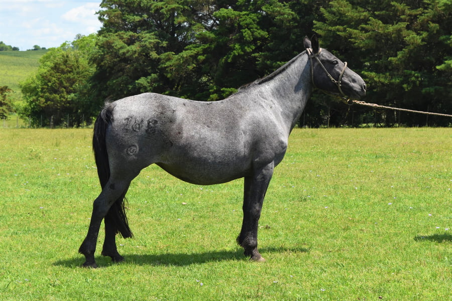 Lote RP 188 - RAFAGA DEL BURUCUYA