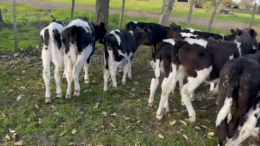 Lote 17 Terneras a remate en Pantalla Aniversario - Escritorio Camy, San José