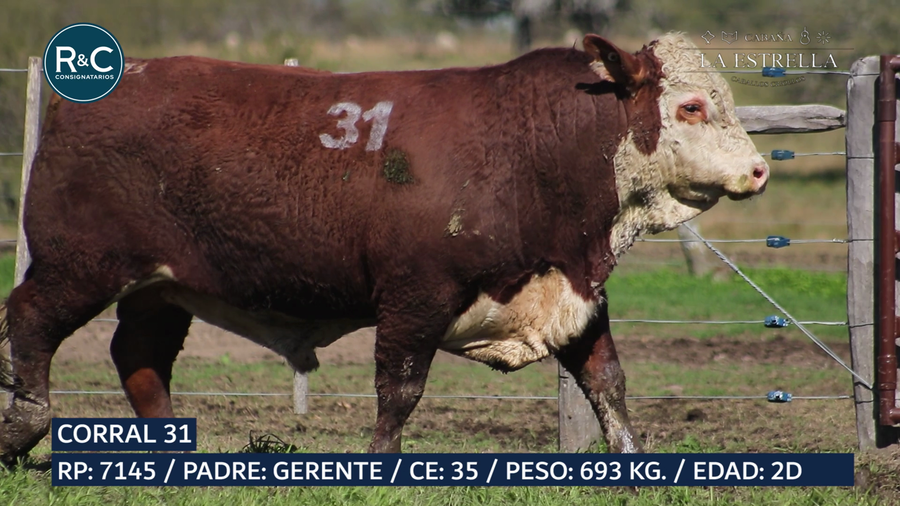 Lote Toro Braford