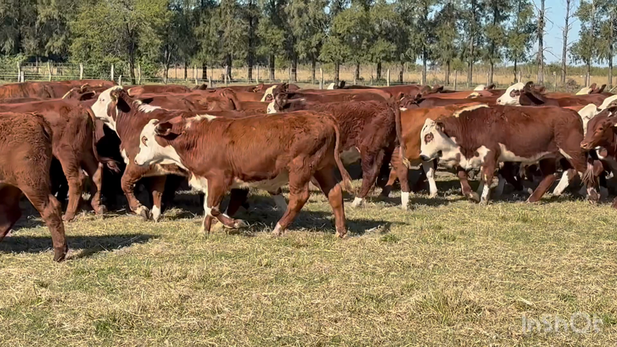 Lote 70 Terneros en Corrientes, Perugorría