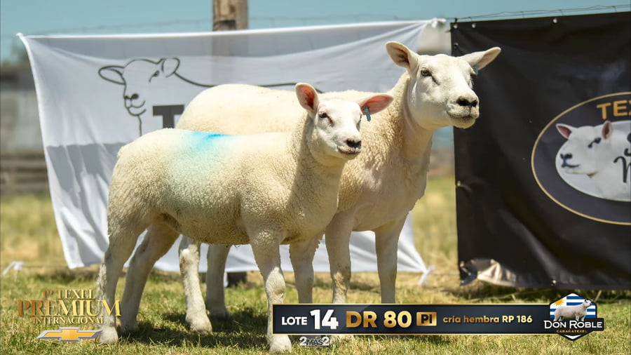 Lote Hembras Paridas a remate en 1º Texel Premium Internacional, Canelones