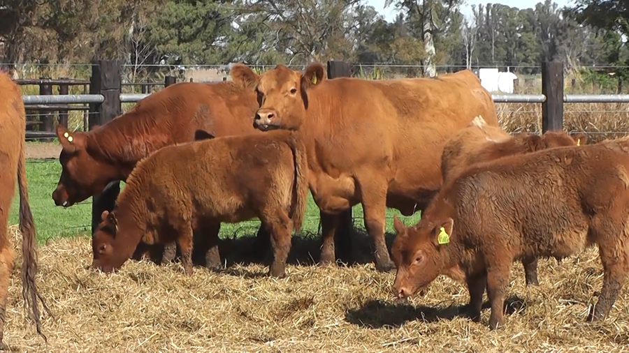 Lote VACAS PC ANGUS COLORADAS CON CRIA AL PIE Y PREÑADAS