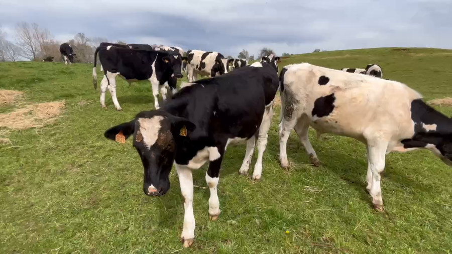 Lote 48 Novillo Engorda en Río Bueno, XIV Región Los Ríos