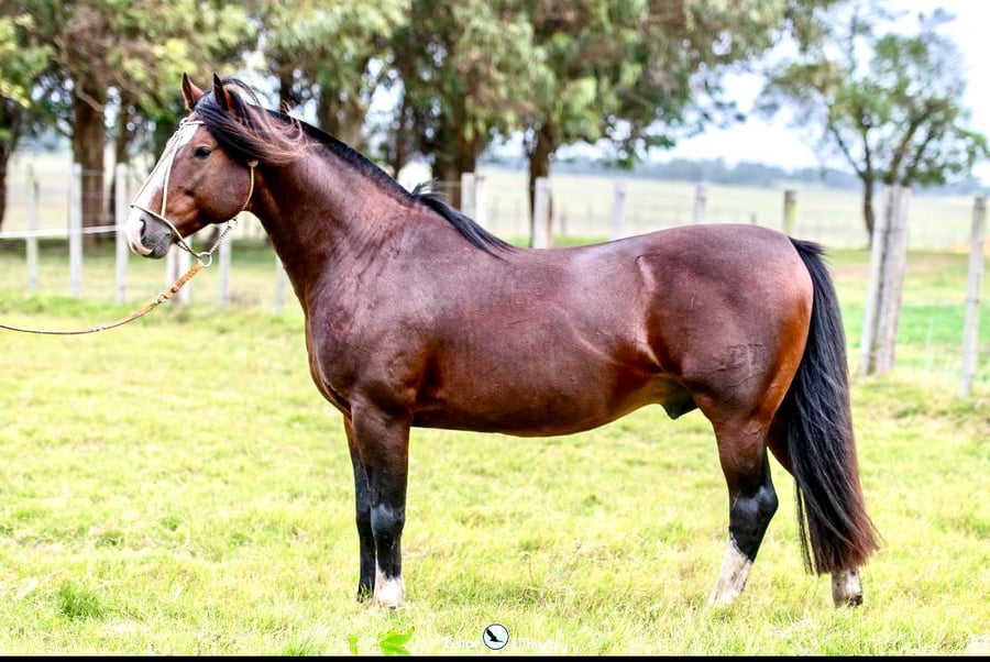 Lote 10 SERVICIOS DEL BASCO ENCUENTRO Y AMIGO DO TAMBORE