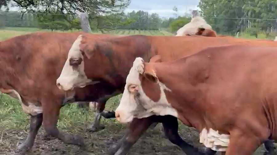 Lote 32 Vacas CUT preñadas en Corrientes, Mocoretá