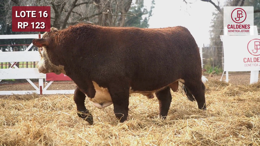 Lote Toro PR