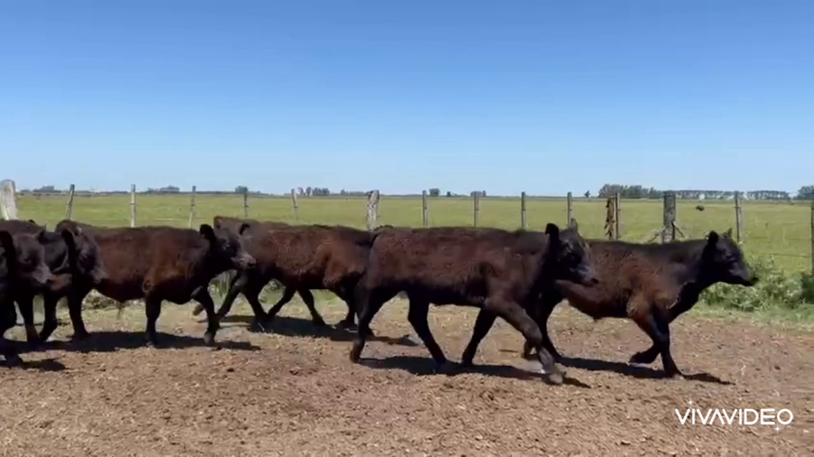 Lote 49 Terneros en Brandsen, Buenos Aires