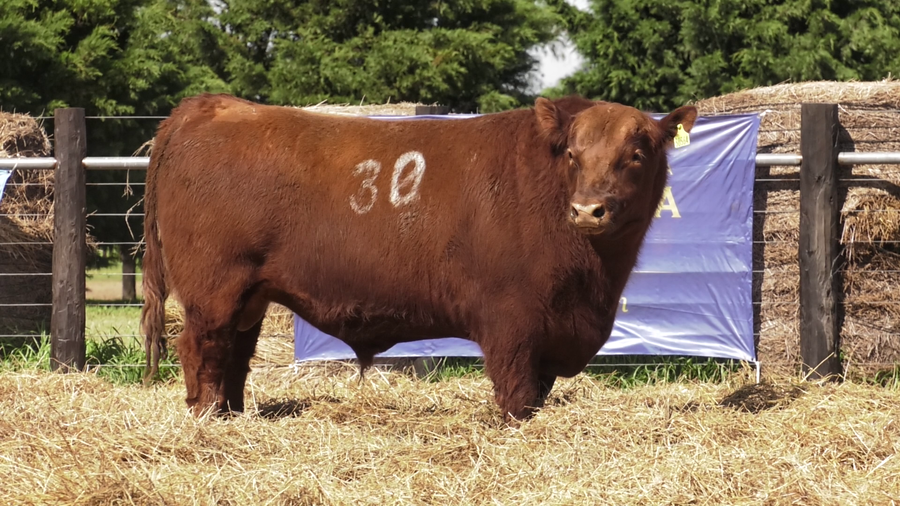 Lote TOROS ANGUS PURO CONTROLADO