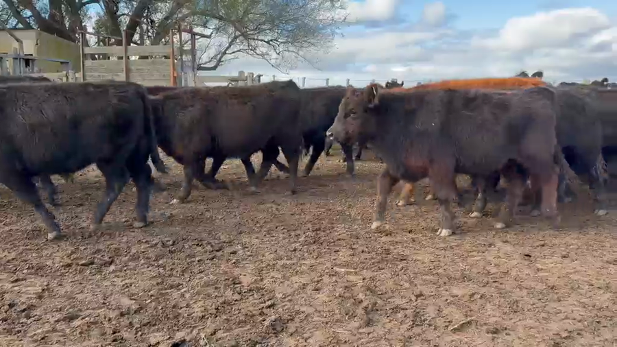 Lote 65 Terneros en Buenos Aires, Gral. Lamadrid