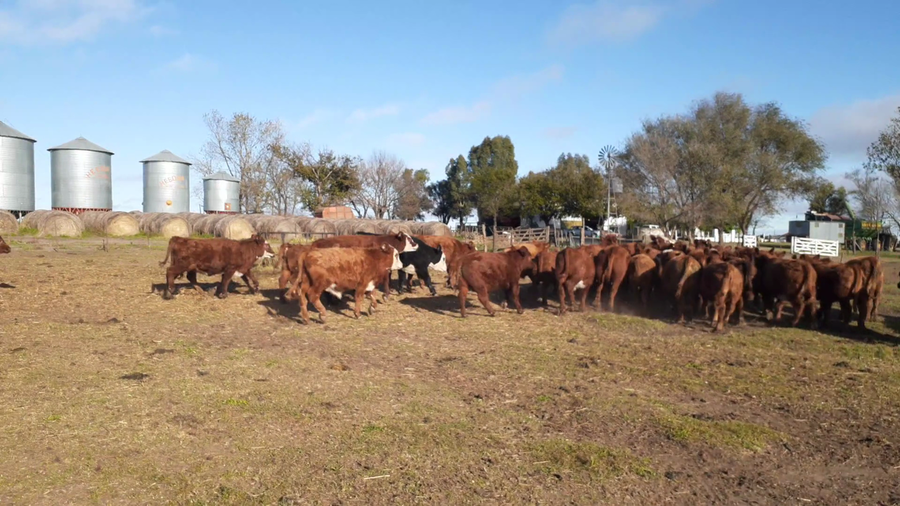 Lote 30 Terneros/as en 9 de Julio, Buenos Aires