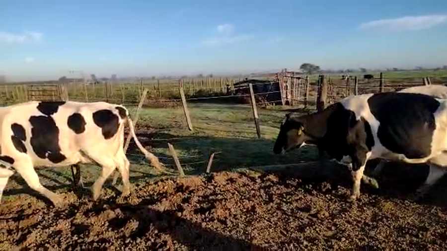 Lote Vacas En Produccion - Suc. Oeschger, Juan Carlos