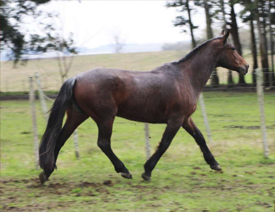 Lote Fugitiva del Conventos