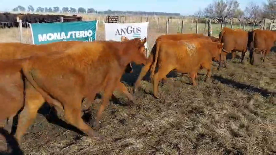 Lote 30 Vaquillonas EN ARBOLEDAS