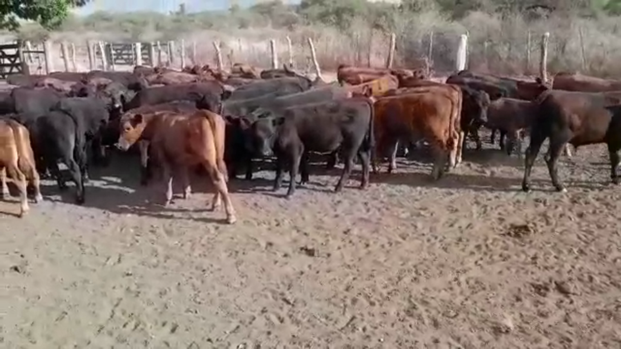 Lote 125 Terneros/as en Villaguay, Entre Ríos