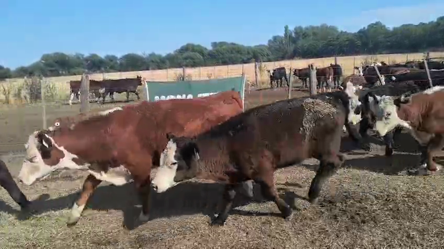 Lote 82 Terneros