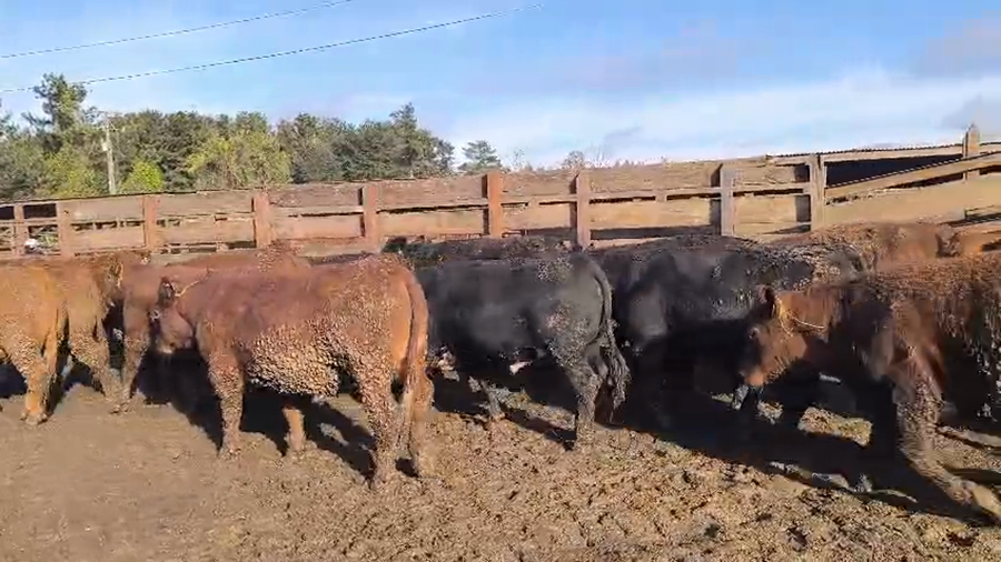 Lote 40 Novillo Gordo en Los Ángeles, VIII Región Biobío