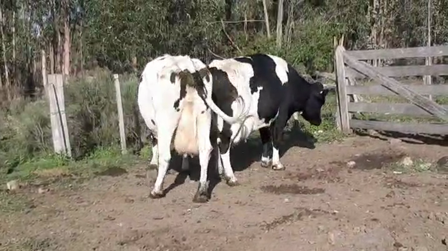 Lote (Vendido)2 Vacas de Invernada HOLANDO a remate en Pantalla Camy Mayo - Desde La Cuenca 600kg - , San José